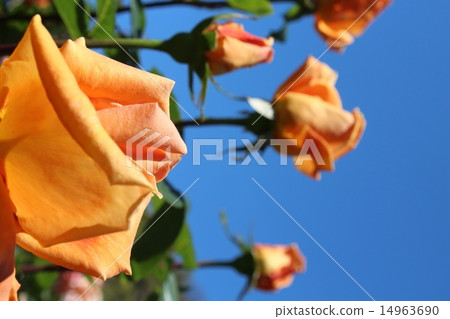 玫瑰 - 藍天（橙色）垂直 14963690