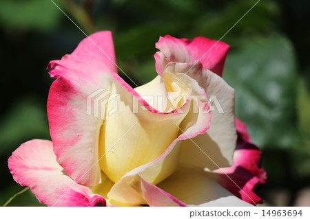 波狀上升〜 14963694