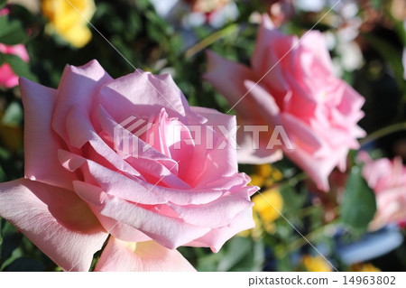 玫瑰 - 雙胞胎 玫瑰 - 雙胞胎 14963802