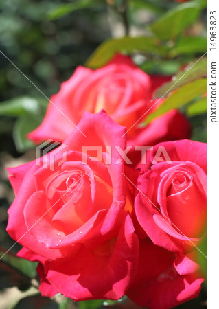 玫瑰~3姐妹 14963823