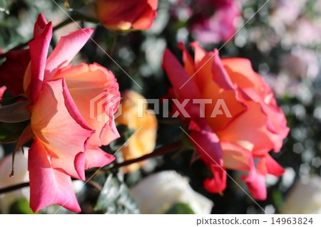 玫瑰 - 閃爍 14963824