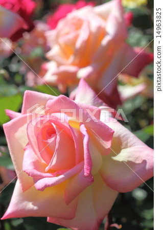 Roses - Several Everything Roses - Several Everything 14963825