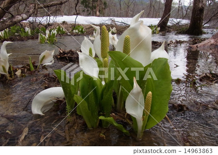 山形縣小國町的水Basho 山形縣小國町的水Basho 14963863