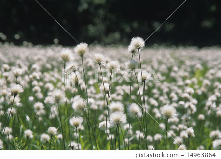 Komagomeza的Watazsege 14963864