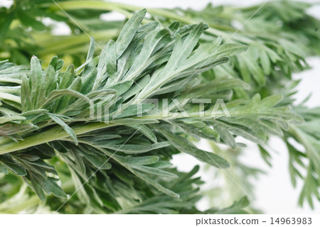Wormwood (Artemisia absinthium L.) on white 14963983