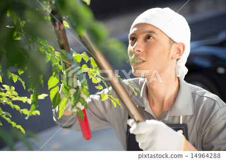 gardener, landscaper, pruning 14964288