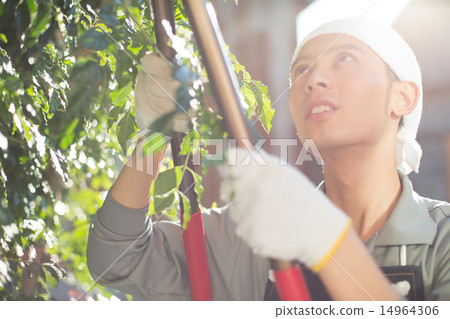 園丁 修剪 男人 14964306