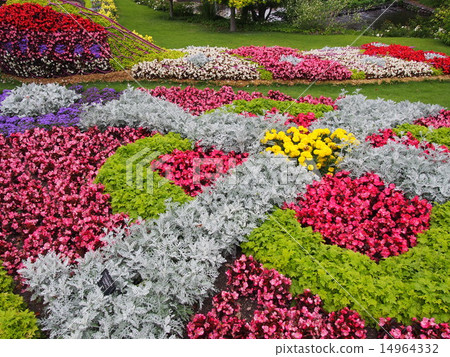 Denpak的花壇 14964332