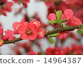 Blurred flower 14964387