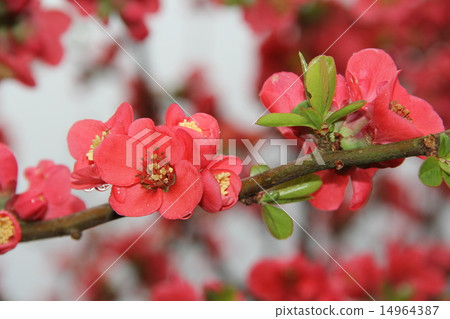 Blurred flower Blurred flower 14964387