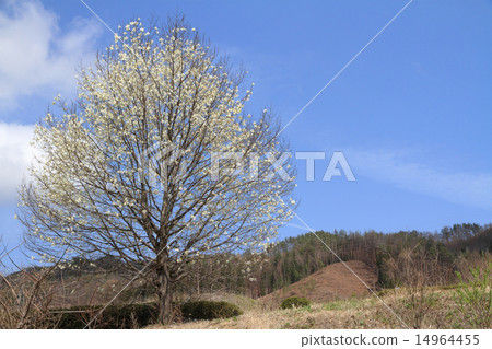 One large Kobushi One large Kobushi 14964455