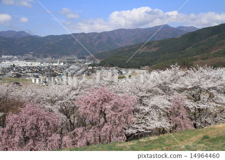 Cherry tree of Koboriyama, Matsumoto-shi, Nagano prefecture Cherry tree of Koboriyama, Matsumoto-shi, Nagano prefecture 14964460