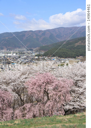 Cherry tree of Koboriyama, Matsumoto-shi, Nagano prefecture 14964461