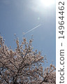 Cherry blossoms and airplane clouds 14964462