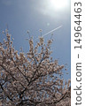 Cherry blossoms and airplane clouds 14964463