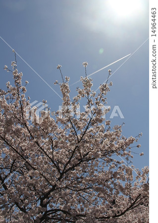 Cherry blossoms and airplane clouds Cherry blossoms and airplane clouds 14964463