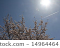 Cherry blossoms and airplane clouds 14964464