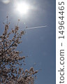 Cherry blossoms and airplane clouds 14964465