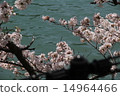 Cherry blossoms at the water 14964466