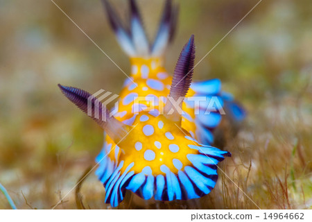 Nuushi Nuushi 14964662