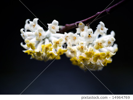 Mitsumata Flower 14964769