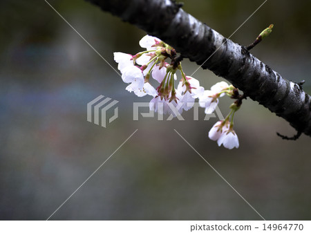 櫻花 14964770