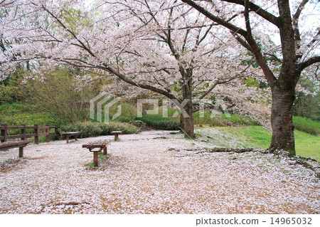 Cherry blossoms at Harusame Park 14965032