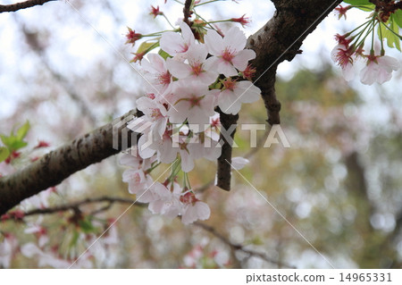 Cherry blossoms at Harusame Park Cherry blossoms at Harusame Park 14965331