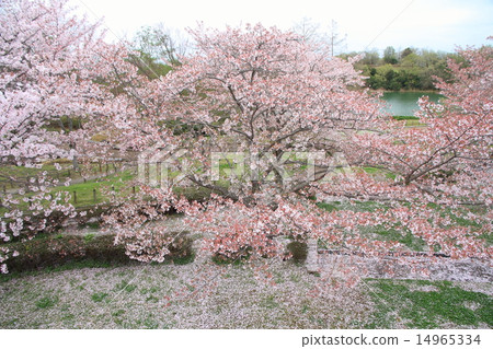 Cherry blossoms at Harusame Park Cherry blossoms at Harusame Park 14965334