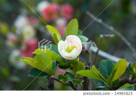 White flower of blur White flower of blur 14965825