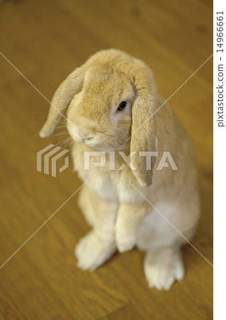 一隻兔子 一隻兔子 14966661