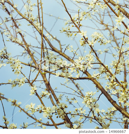 Blossoming tree brunch with blue sky Blossoming tree brunch with blue sky 14966667