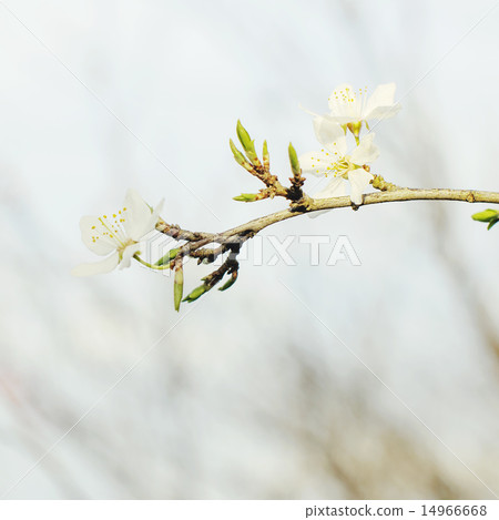 Blossoming tree brunch with flowers 14966668