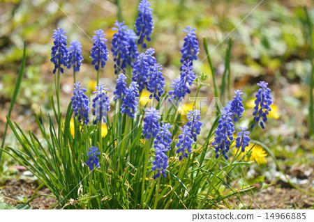 Muscari Muscari 14966885