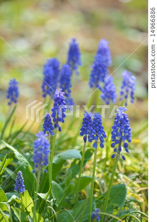 Muscari 14966886