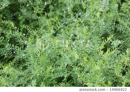 Poisonous earthworm 01 14966922