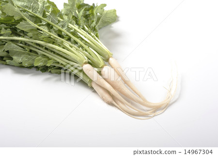 Daikon healthy ingredients with large root vegetable leaves 14967304