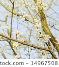 Branch of a blossoming tree with  flowers 14967508