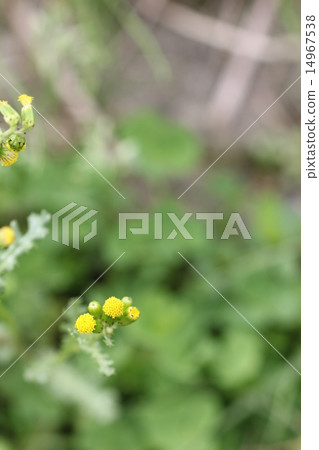 Novologic flower 02 Novologic flower 02 14967538