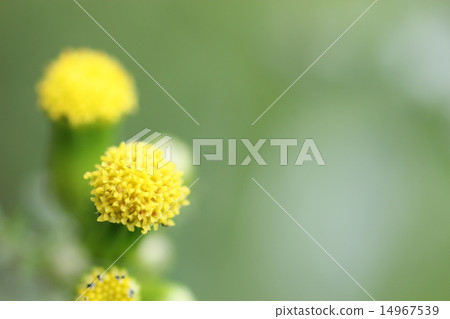 Noborogiku flower up Noborogiku flower up 14967539