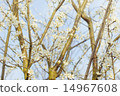 Branch of a blossoming tree with white flowers 14967608