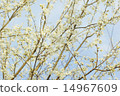 Branch of a blossoming tree with  flowers 14967609
