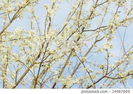 Branch of a blossoming tree with  flowers 14967609