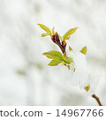 Snow on the green tree branches 14967766