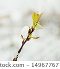 Snow on the tree green branches 14967767