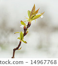 Snow on the spring tree branches 14967768