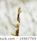 Snow on the tree branches 14967769
