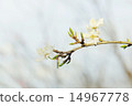 Blossoming tree brunch with flowers 14967778