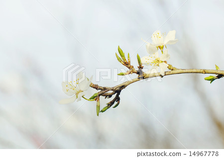 Blossoming tree brunch with flowers 14967778