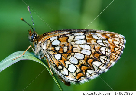 butterfly in a leaf 14967889